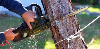 Best Tree Maintenance Programs  in Pearl River, NY